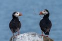 004 Farne eilanden, papegaaiduiker